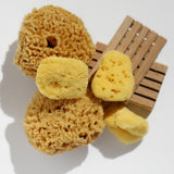 Esponjas de Mar