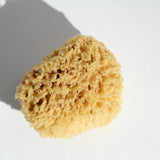 Esponjas de Mar